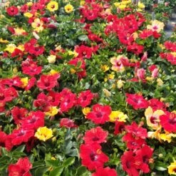 Bloom Bash® Hollywood® Hibiscus -Arbor Day Foundation Store Hollywood Hibiscu BLoom Bash 5