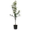Honeycrisp™ & Cortland Twisted Apple Tree -Arbor Day Foundation Store Honeycrisp Cortland Twisted Apple Tree 600x600 30521081 12b0 440d 8d23 47af0082d65e
