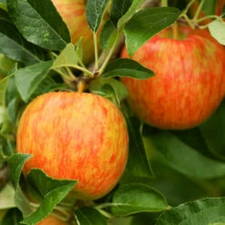 Honeycrisp™ & McIntosh Twisted Apple Tree -Arbor Day Foundation Store Honeycrisp Apple 1 FGT 29d88901 4847 40f3 be78 29c8a4b6351a