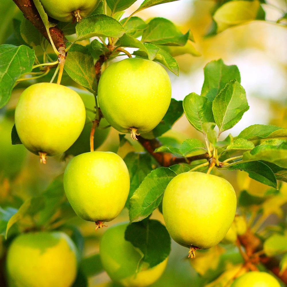 Honeygold Apple Tree 5 Honeygold Apple Tree - Image 3