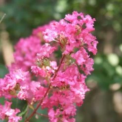 Hopi Crape Myrtle -Arbor Day Foundation Store Hopi Crape Myrtle 1