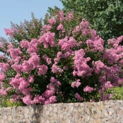 Hopi Crape Myrtle -Arbor Day Foundation Store Hopi Crape Myrtle 5