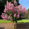 Hopi Crape Myrtle -Arbor Day Foundation Store Hopi Crape Myrtle FGT 600x600 f056a88a 0534 44fb 9b52 5b38e7e51bd1