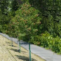 Hot Wings® Maple Tree -Arbor Day Foundation Store Hot Wings Tartarian Maple 1