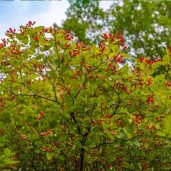 Hot Wings® Maple Tree -Arbor Day Foundation Store Hot Wings Tartarian Maple 3