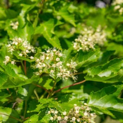 Hot Wings® Maple Tree -Arbor Day Foundation Store Hot Wings Tartarian Maple 5