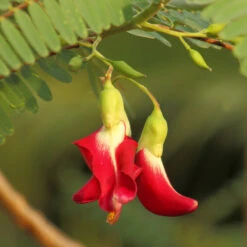 Red Hummingbird Tree (Sesbania Grandiflora) -Arbor Day Foundation Store Hummingbird Tree 5 FGT