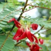 Red Hummingbird Tree (Sesbania Grandiflora) -Arbor Day Foundation Store Hummingbird Tree FGT 600x6007 b68c261a 4975 472f 9834 447c6834b8ef