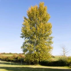 Superior Hybrid Poplar Tree -Arbor Day Foundation Store Hybrid Poplar 3