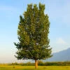 Superior Hybrid Poplar Tree -Arbor Day Foundation Store Hybrid Poplar FGT 600x600 983a4ec6 0fdc 414b afee 5d483d831daa