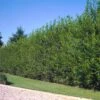 Willow Hybrid Tree 2 Willow Hybrid Tree -Arbor Day Foundation Store Hybrid Willow 2