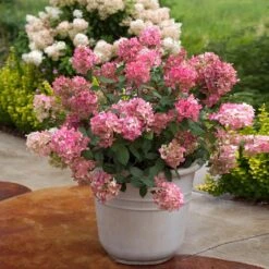 Fire Light® Hydrangea Shrub -Arbor Day Foundation Store Hydrangea FIrelight 6