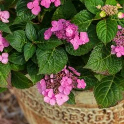 Endless Summer® Pop Star® Bigleaf Hydrangea -Arbor Day Foundation Store Hydrangea Pop Star 1