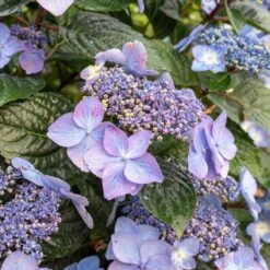 Endless Summer® Pop Star® Bigleaf Hydrangea -Arbor Day Foundation Store Hydrangea Pop Star 2
