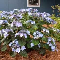 Endless Summer® Pop Star® Bigleaf Hydrangea -Arbor Day Foundation Store Hydrangea Pop Star 4 FGT
