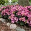 Endless Summer® Pop Star® Bigleaf Hydrangea 1 Endless Summer® Pop Star® Bigleaf Hydrangea -Arbor Day Foundation Store Hydrangea Pop Star FGT 600x600 0c83e550 fcaf 4086 b2ff 076f1346bce2