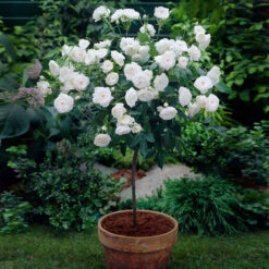 Iceberg Rose Tree