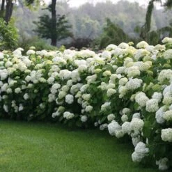 Incrediball® Hydrangea Shrub -Arbor Day Foundation Store Incrediball Hydrangea 1 FGT