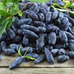 Indigo Gem Haskap (Honeyberry) -Arbor Day Foundation Store Indigo GEm Haskap 2