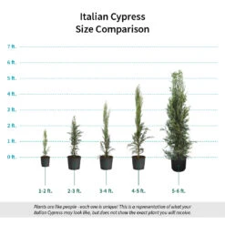 Italian Cypress -Arbor Day Foundation Store Italian Cypress Size Comparison ugc test