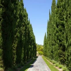 Italian Cypress -Arbor Day Foundation Store Italian Cypress 1 FGT