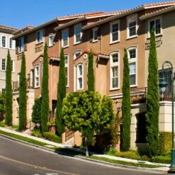 Italian Cypress -Arbor Day Foundation Store Italian Cypress 3 FGT