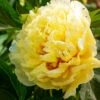 Bartzella Peony -Arbor Day Foundation Store Itoh Peony Bartzella 2 FGT
