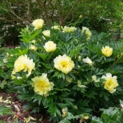 Bartzella Peony -Arbor Day Foundation Store Itoh Peony Bartzella 5