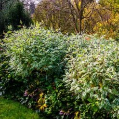 Ivory Halo Dogwood Shrub -Arbor Day Foundation Store Ivory Halo Dogwood 2