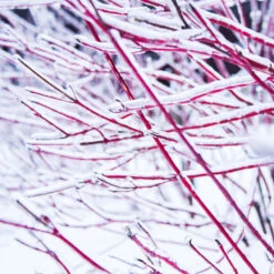 Ivory Halo Dogwood Shrub -Arbor Day Foundation Store Ivory Halo Dogwood 4