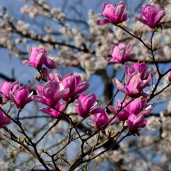 Jane Magnolia -Arbor Day Foundation Store Jane Magnolia 4 FGT