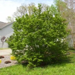 Jane Magnolia -Arbor Day Foundation Store Janr Magnolia 5 FGT