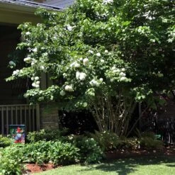 Japanese Snowball Bush -Arbor Day Foundation Store Japanese VIburnum 1
