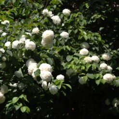Japanese Snowball Bush -Arbor Day Foundation Store Japanese VIburnum 2 FGT