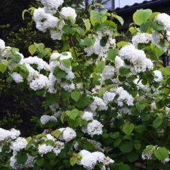 Japanese Snowball Bush -Arbor Day Foundation Store Japanese VIburnum 5 FGT