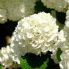 Japanese Snowball Bush -Arbor Day Foundation Store Japanese VIburnum FGT 600x600 57eb5798 f201 407e b4b4 50700890e124