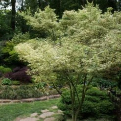 Butterfly Japanese Maple Tree -Arbor Day Foundation Store Japanese Maple BUtterfly 1