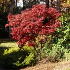 Red Japanese Maple Tree -Arbor Day Foundation Store Japanese Maple Red 3