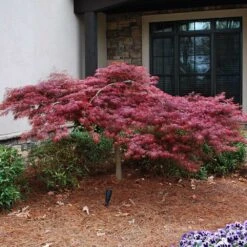 Red Dragon Japanese Maple Tree -Arbor Day Foundation Store Japanese Maple Red Dragon 2 FGT
