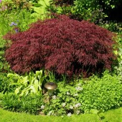 Red Dragon Japanese Maple Tree -Arbor Day Foundation Store Japanese Maple Red Dragon 3 FGT