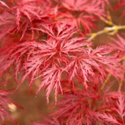 Red Dragon Japanese Maple Tree -Arbor Day Foundation Store Japanese Maple Red Dragon 5