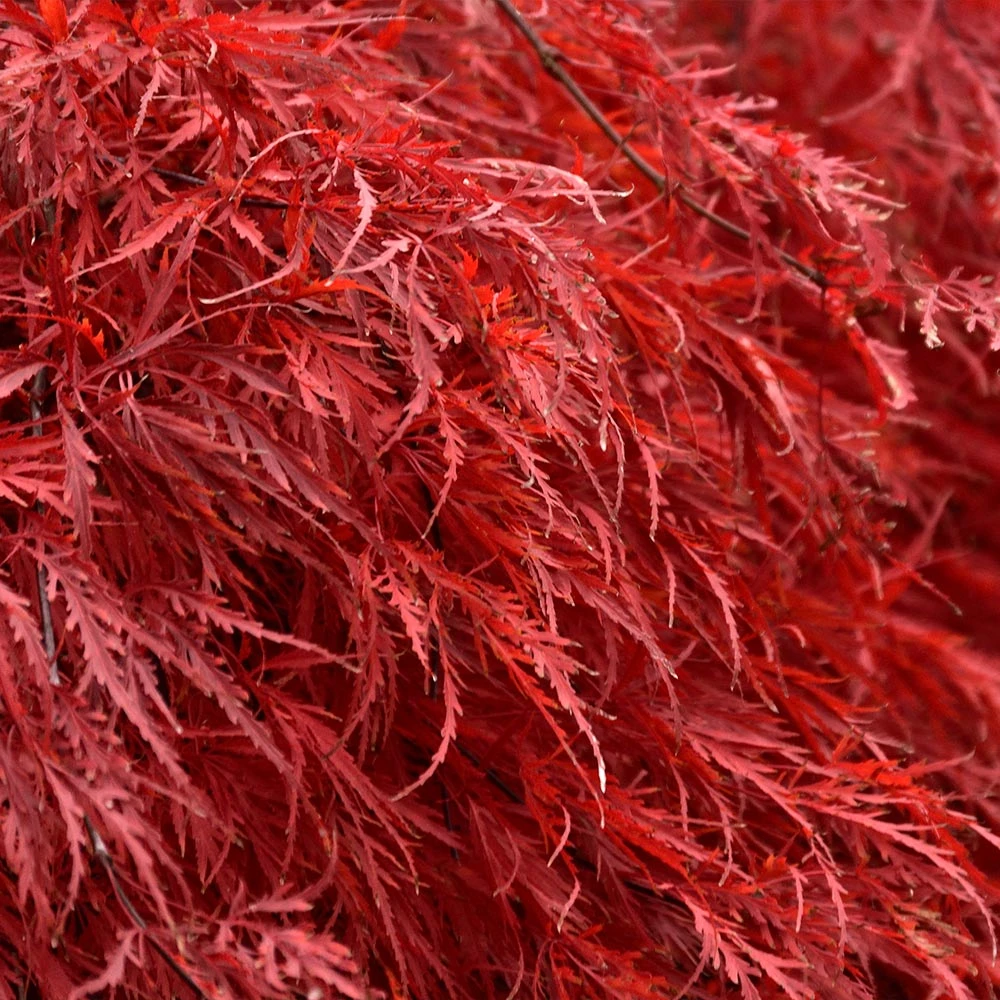 Tamukeyama Japanese Maple Tree 5 Tamukeyama Japanese Maple Tree - Image 3