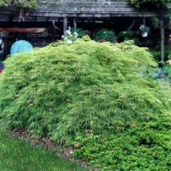 Weeping Japanese Maple 'Viridis' Tree -Arbor Day Foundation Store Japanese Maple Virdis 3 FGT