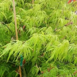 Weeping Japanese Maple 'Viridis' Tree -Arbor Day Foundation Store Japanese Maple Viridis 2