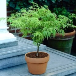 Weeping Japanese Maple 'Viridis' Tree -Arbor Day Foundation Store Japanese Maple Viridis 4