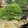 Weeping Japanese Maple 'Viridis' Tree -Arbor Day Foundation Store Japanese Maple Viridis FGT 600x600 d113a7fe 33f1 404d 99e8 2a14d71ba060