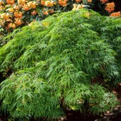 Waterfall Japanese Maple -Arbor Day Foundation Store Japanese Maple Waterfalls 2