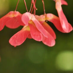 Red Select Japanese Maple Tree -Arbor Day Foundation Store Japanese Red Select 4