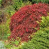 Red Select Japanese Maple Tree -Arbor Day Foundation Store Japanese Red Select FGT 600x600 e681328f 155b 4525 91ed 70b18f0791b9