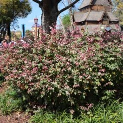 Jazz Hands® Variegated Loropetalum -Arbor Day Foundation Store Jazz Hands loropetalum 1 FGT